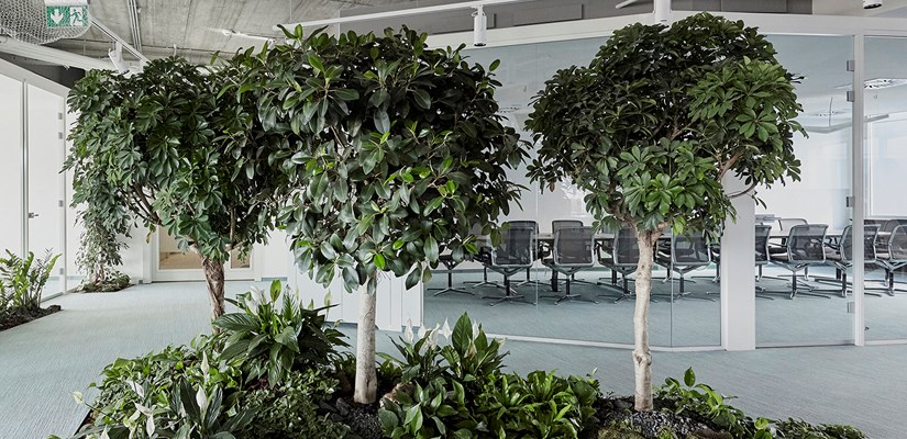 Trees in Skanska's Budapest office